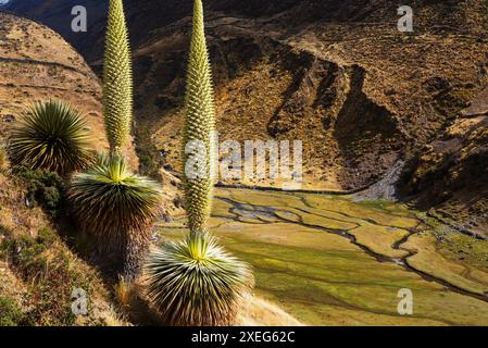 Puya Stockfoto