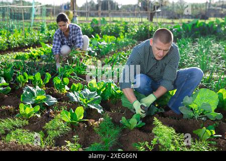 Fokussierter Mann, der Kohlkeimlinge in Gartenbeeten aushillte Stockfoto