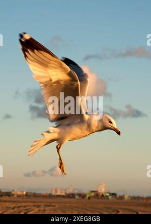 Möwe über Santa Monica Beach, Los Angeles, Kalifornien, USA Stockfoto