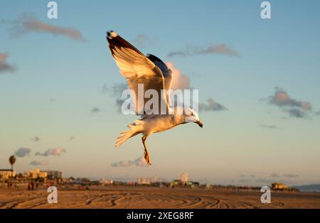 Möwe über Santa Monica Beach, Los Angeles, Kalifornien, USA Stockfoto