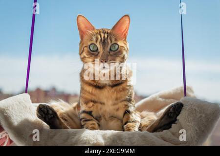 Niedliche bengalische Katze, die auf einem Katzenbett in der Nähe des Fensters zu Hause ruht. Stockfoto