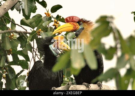 Ein Paar Noppenhornvögel (Rhyticeros cassidix), die auf einem Zweig eines Feigenbaums in einem bewachsenen Gebiet in Bitung, Nord-Sulawesi, Indonesien thronen. Stockfoto