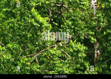 Ein Noppenhornschnabel (Rhyticeros cassidix) sucht auf einem Baum in einem bewachsenen Gebiet nahe dem Berg Tangkoko und Duasudara in Bitung, Nord-Sulawesi, Indonesien. Stockfoto