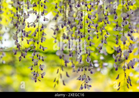 Blühende Glyzinien im Frühling Stockfoto