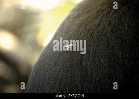 Eine Fliege thront auf dem Rücken eines Makaken (Macaca nigra), der auf dem Boden im Tangkoko-Wald in Nord-Sulawesi, Indonesien sitzt. Stockfoto