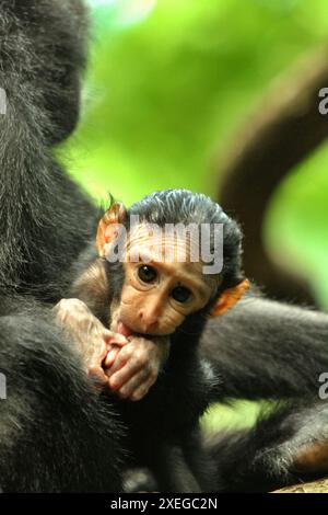 Porträt eines Käppchenmakaken (Macaca nigra) im Tangkoko-Wald, Nord-Sulawesi, Indonesien. Stockfoto