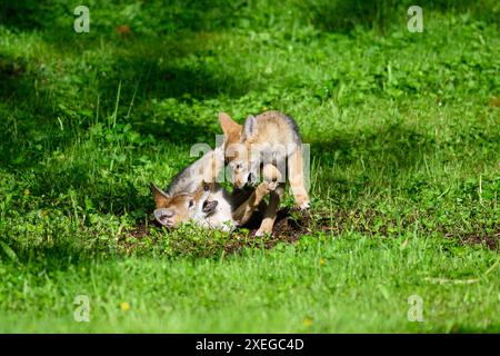 Zwei Kojotenwelpen, die im Frühjahr auf dem grünen Feld kämpfen Stockfoto
