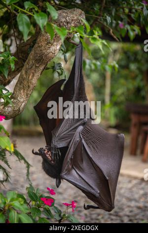 Ein fliegende Fuchs auf einem Busch mit Blumen auf dem Boden in Bali, Indonesien Stockfoto