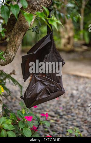 Ein fliegende Fuchs auf einem Busch mit Blumen auf dem Boden in Bali, Indonesien Stockfoto