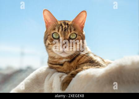 Niedliche bengalische Katze, die auf einem Katzenbett in der Nähe des Fensters zu Hause ruht. Stockfoto