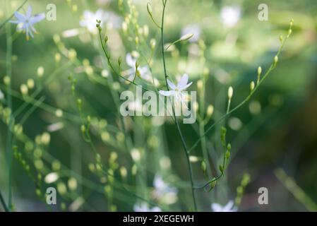 Verzweigte St. Bernard's-Lilie, Anthericum ramosum Blumen Nahaufnahme selektiver Fokus Stockfoto