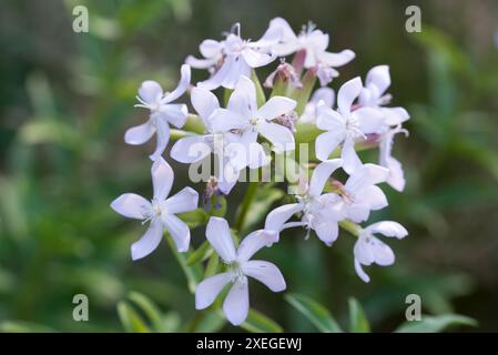 soapwort, Saponaria officinalis Wiesenblumen Nahaufnahme selektiver Fokus Stockfoto