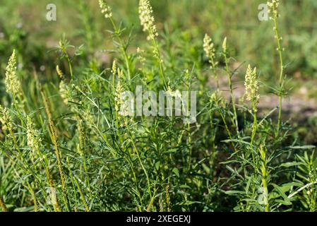 Gelbe Mignonette Reseda Lutea Wiesenblumen Nahaufnahme selektiver Fokus Stockfoto