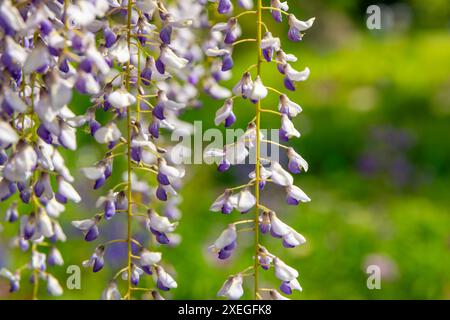 Blühende Glyzinien im Frühling Stockfoto