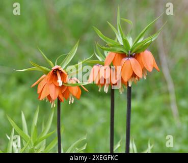 Fritillaria Imperialis rubra Maxima - Zwiebelblume blüht im Frühjahr Stockfoto