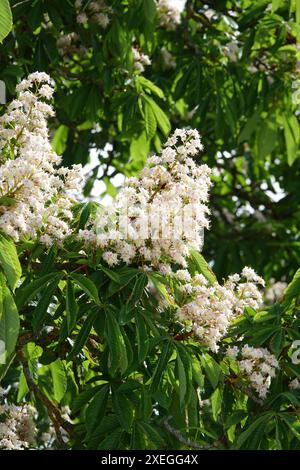 Aesculus hippocastanum, Rosskastanie Stockfoto