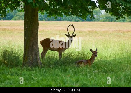 Hirsche im Richmond Park, Greater London UK, im Sommer Stockfoto