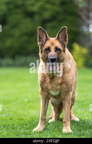 Älterer Schäferhund, der auf Gras ruht. Ganzkörper-Porträt Stockfoto