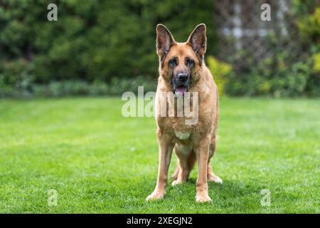 Älterer Schäferhund, der auf Gras ruht. Ganzkörper-Porträt Stockfoto