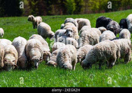 Traditionelle Schafweide auf der Wiese im Pieniny in Polen. Schafe im Frühling weiden. Stockfoto