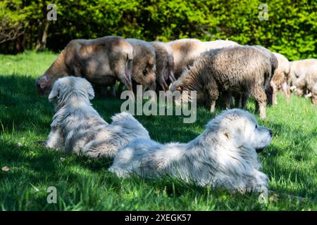 Schäferhund bewacht Schafe, die im Frühjahr im Pieniny-Gebirge in Polen weiden. Stockfoto