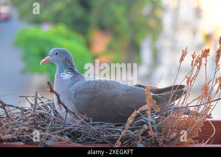 Eine Taube sitzt auf Eiern. Ein Paar Tauben hat ein Nest in einem Blumenkasten auf einer Fensterbank gebaut. Der Begriff der Vogelwelt in der Stadt. Stockfoto