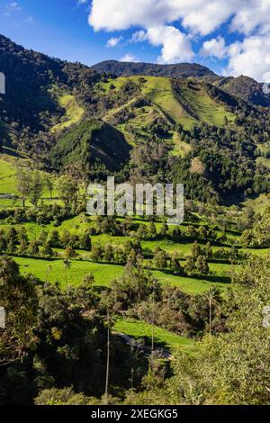 Naturlandschaft mit hohen Wachspalmen im Valle del Cocora Valley. Salento, Abteilung Quindio. Kolumbien Berglandschaft. Stockfoto