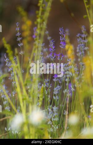 Lila Lavendel und gelbe Wildblumen aus nächster Nähe Stockfoto