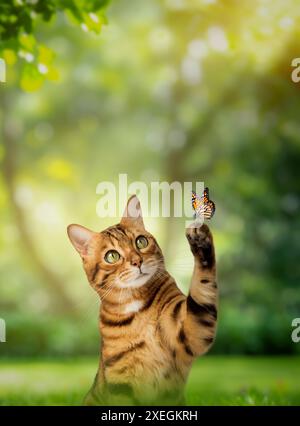 Porträt einer niedlichen bengalischen Katze, die einen Schmetterling auf einer sonnigen Wiese fängt. Stockfoto