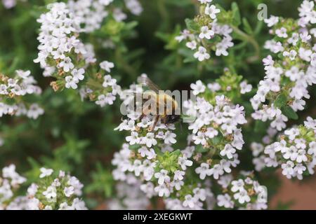 Thymus vulgaris, Thymian, Hummel Stockfoto