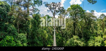 Himmelsbrücke durch üppig grünen Regenwald. Danum Valley, Sabah, Borneo, Malaysia. Stockfoto