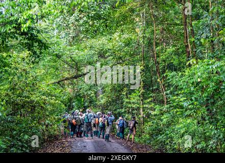 Touristen aus der ganzen Welt genießen die Tierbeobachtung im üppig grünen Regenwald. Danum Valley, Sabah, Borneo, Malaysia. Stockfoto