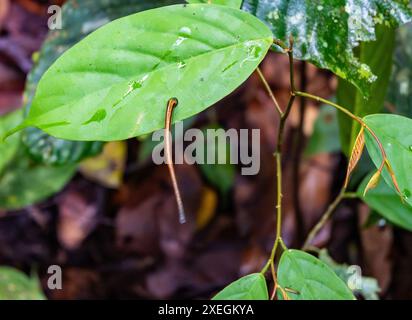 Ein Tiger Leech (Haemadipsa picta), der aus einem Blatt ragt. Danum Valley, Sabah, Borneo, Malaysia. Stockfoto