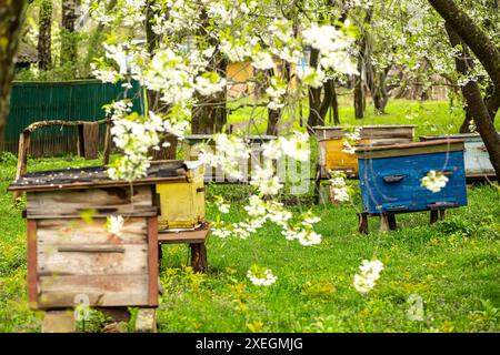 Alte Holzstöcke auf dem Bienenhaus unter blühendem Kirschbaum. Bienenstöcke blühen im Frühling. Honigernte in blühenden Gärten. Sammeln von Blumen-Sp Stockfoto