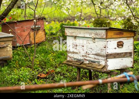 Alte Holzstöcke auf dem Bienenhaus unter blühendem Kirschbaum. Bienenstöcke blühen im Frühling. Honigernte in blühenden Gärten. Sammeln von Blumen-Sp Stockfoto