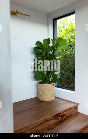 Topffige Blatt-Feigenpflanze in gewebtem Korb durch Fenster in modernes Zuhause, Kopierraum Stockfoto