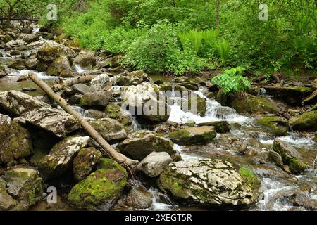 Ein stürmischer Bach eines Gebirgsbaches, der sich um große Steine und umgestürzte Bäume beugt, fließt durch einen Sommerwald. Tevenek (Dritter Fluss), Altai, Stockfoto