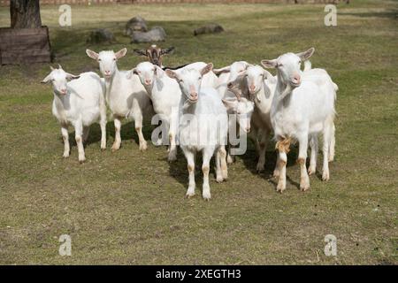 Schafherde auf einem üppigen grünen Feld Stockfoto