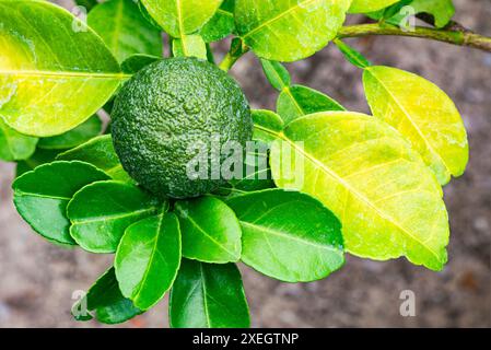 Nahaufnahme von Green Bitter Orange (Citrus aurantium) mit grünem Blatt. Stockfoto