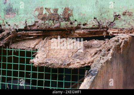 Verfall oder Fäulnis in Sperrholzkonstruktionen, zerbröckelte und beschädigte Holzplatten für längere Zeit Feuchtigkeit oder Wasser aus der Nähe Stockfoto