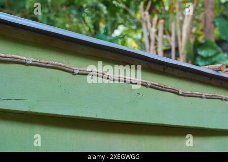 Alte Elektrodrähte, die mit Metallklammern auf der Holzoberfläche befestigt sind, verlaufen entlang der älteren Holzstruktur im Freien, selektiver Fokus mit Kopierraum Stockfoto