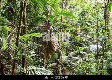 Wurzeln eines Baumes, Foto als Hintergrund, aufgenommen im Arenal Volcano Lake Park in Costa rica mittelamerika Stockfoto