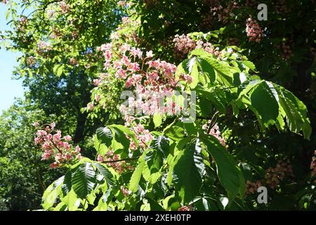 Aesculus carnea, rotblühende Rosskastanie Stockfoto
