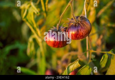 Verschiedene Tomaten/Paradeiser. Die Ernte von Tomatensorten Stockfoto