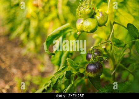 Verschiedene Tomaten/Paradeiser. Die Ernte von Tomatensorten Stockfoto