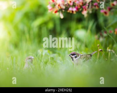 Haussperling, Passer domesticus, mit einem Wurm im Schnabel Stockfoto