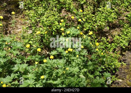 Europaeus Trollblume Stockfoto