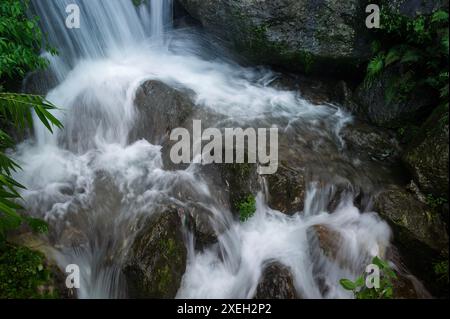 Paglajhora Wasserfall , berühmter Wasserfall im Monsun, in Kurseong, Himalaya Berge von Darjeeling, Westbengalen, Indien. Ursprung des Mahananda River. Stockfoto