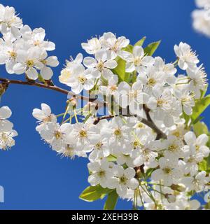 Ein Zweig weißer Kirschbäume blüht vor einem blauen Himmel Stockfoto