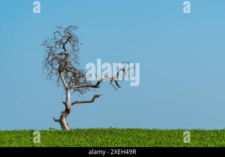 Einsamer, trockener, blattloser Baum auf der grünen Wiese, der blauer Himmel steht. Kopieren und Einfügen. Umweltkonzept Stockfoto